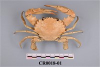 藏品(花點赤石蟹)的圖片